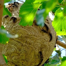 spray-insecticida-vespa-asiatica-750ml